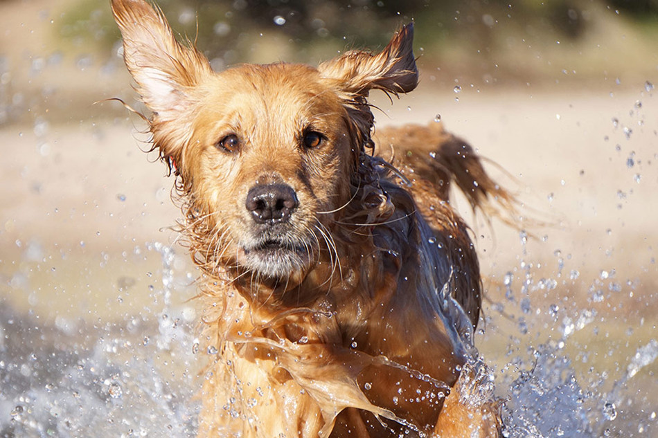 索尼 A6000套机(E 16-70mm) 索尼(长春官方授